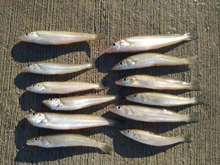 最初だけは好調